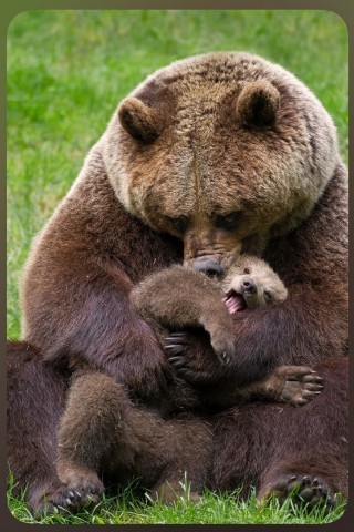 Looky_174258842320882 в LOOKY. . Прикольная медведица...