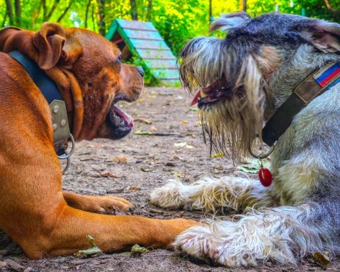 BuchTheStaffy в LOOKY. . 