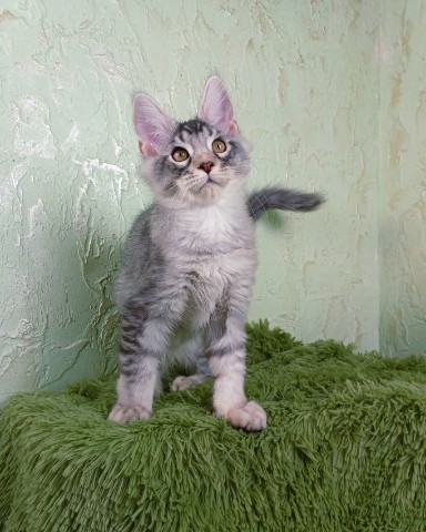 kot72_maine_coon в LOOKY. #деньстудента,#мейнкункупить. #деньстудента
💙F&N ...