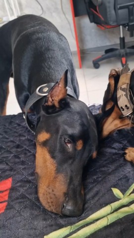 annet_anapa в LOOKY. #доберман,#doberman,#dobermanpuppies,#такса,#доберманщенок. Когда брат сказал 'м...