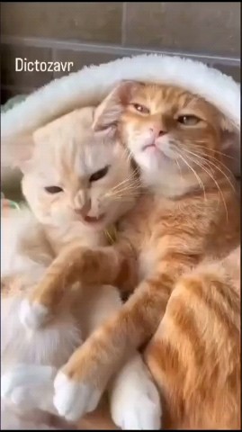 леди in LOOKY. . 