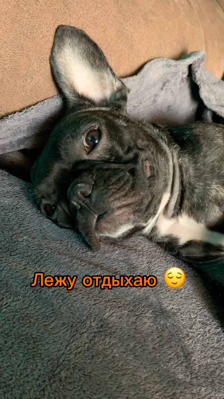 _bulldog__family_ в LOOKY. . План на день выполне...