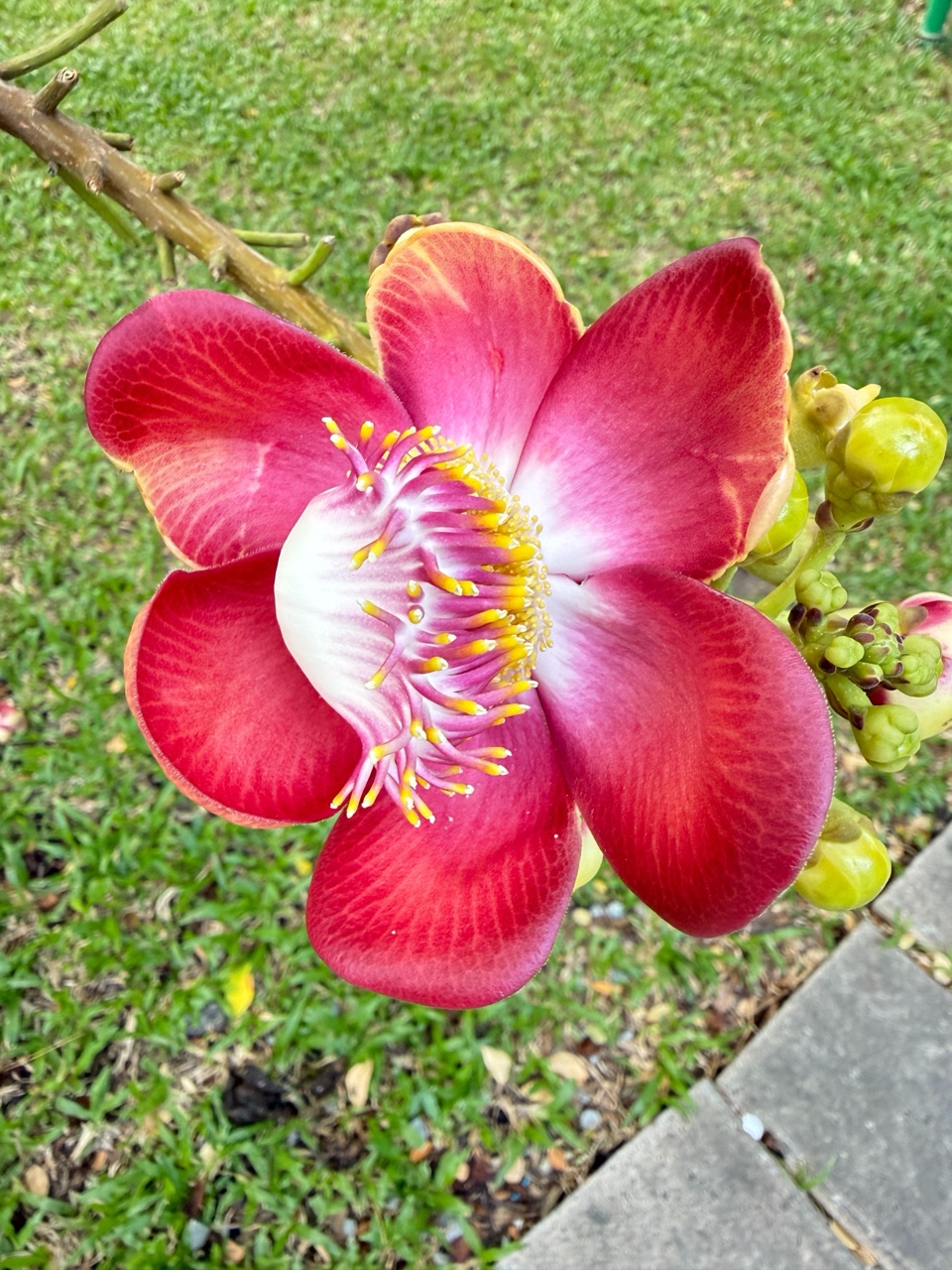 Красивый цветок, как вкусно пахнет)
