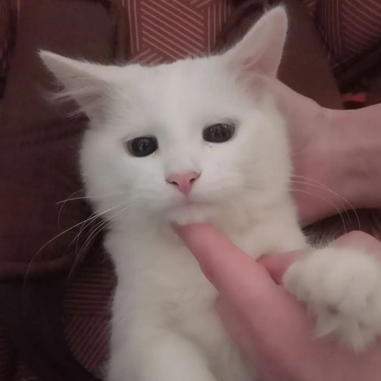Лунный Пёсик в LOOKY — публикация