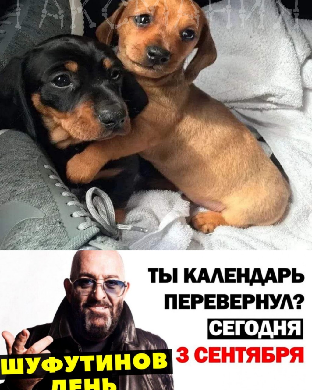 Таксмания в LOOKY — Традиционно перевернули?
Горят костры рябин...

#Lookydoxie 