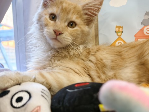 Мия в LOOKY. #cat,#kitty. Я игрушка 🙈 похожа?...