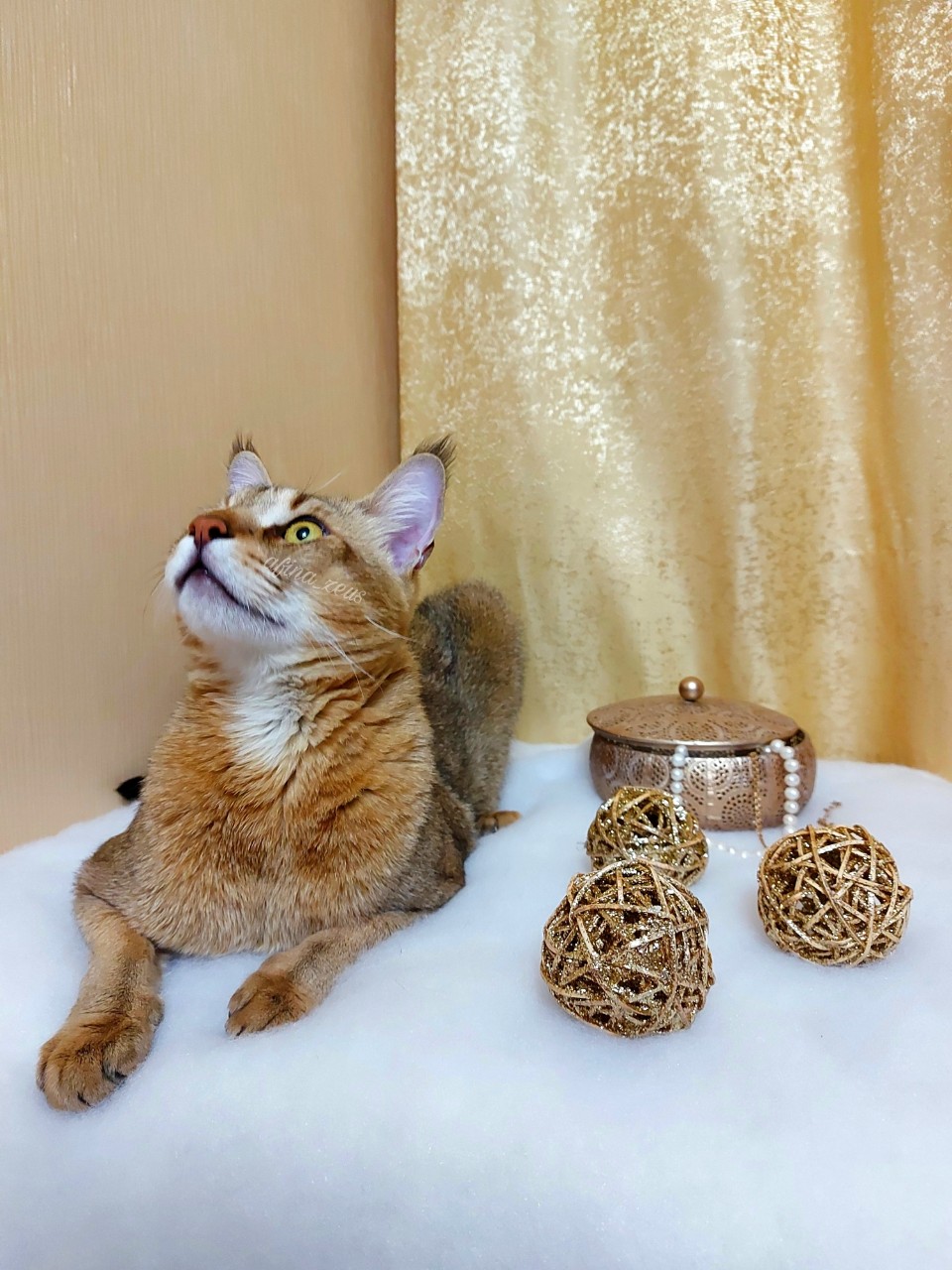 afina_zeus в LOOKY. #кот,#кошки,#кошка,#коты,#мыизкотограма,#большиекошки,#редкиекошки,#красивыекошки,#гибридныекошки,#фотомомент,#моифото,#фотомодель,#фотокота,#фотодня,#фотомомент,#моифото,#фотомодель,#фотокота,#котмодель,#looky,#looky_official,#looky_кошки. Любят ли кошки позир...