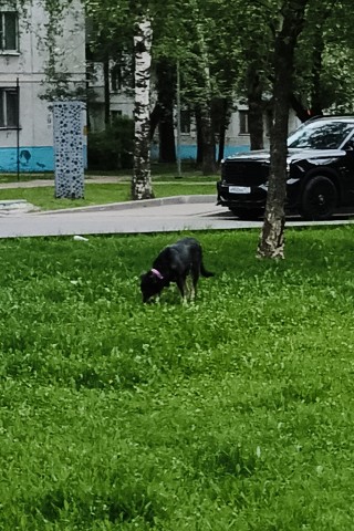 Looky_174538869908368 в LOOKY. . Утренняя прогулка