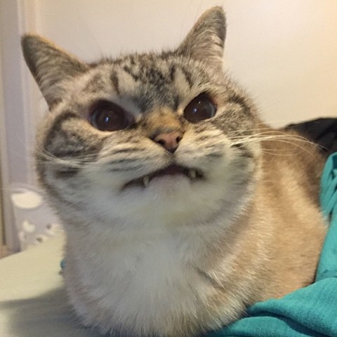Looky_1685036321626 в LOOKY. . 