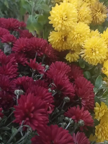 florasad_vera в LOOKY. #черенкованияхризантемы,,#саженцы,#хризантем!. ❓  Можно ли сейчас п...
