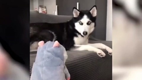 kudesnik83 в LOOKY. . Funny dog