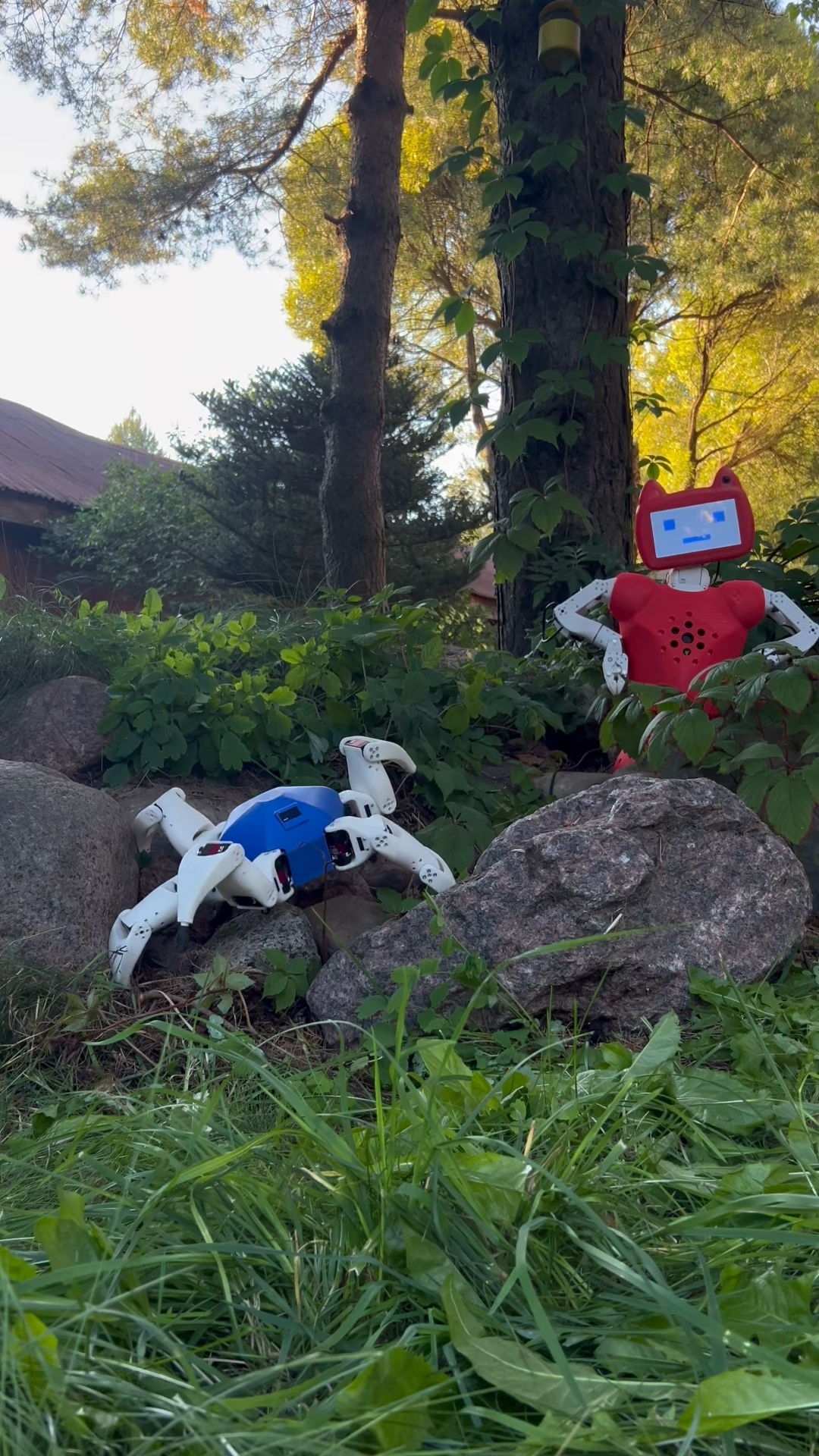 CRAZYBOTS в LOOKY. #робот,#роботы,#робототехника,#стартап,#robot,#robotics,#crazybots,#технологии,#ии,#ai. Робот Chatty в режим...