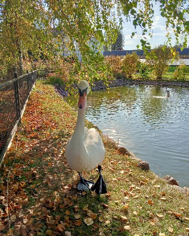 funny_fox в LOOKY. . [#goose](goose) [#ос...