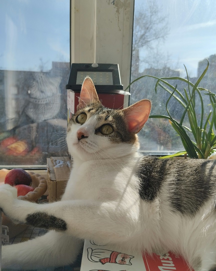 Кот Мурчик in LOOKY. . Солнце 🌞