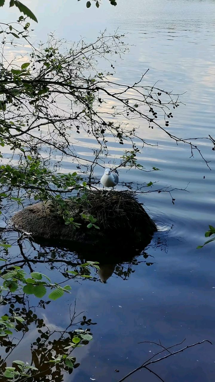 valeri_pv_vladi в LOOKY — Чайка 😊 #чайка #лето #июнь #природа #красота #питер