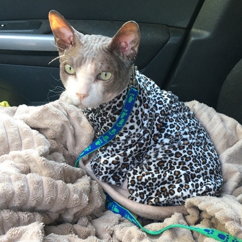 PetsStalkerS в LOOKY. #котики,#бонифаций. Вернулись мы с Бониф...
