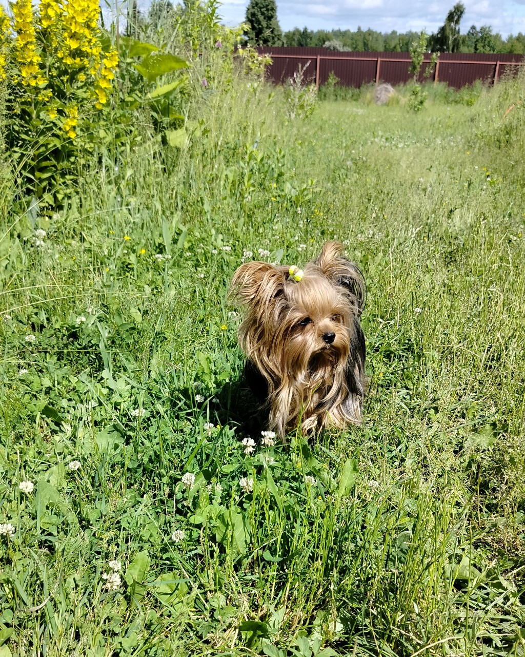 Vladova Tatiana in LOOKY