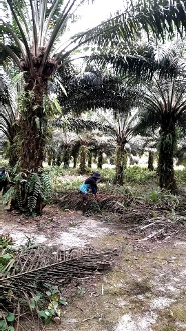 Plantation channel в LOOKY. #plantations,#dishjack. Dish jack work in an...