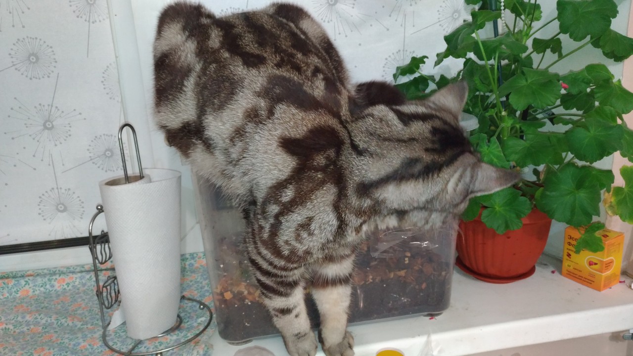 А у вашего хвостика какой рисунок?