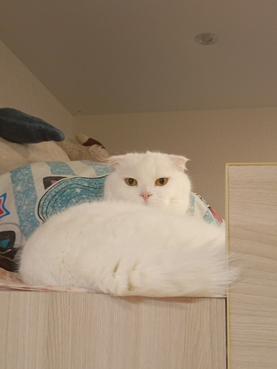 Кот Миша в LOOKY — За вами слежка