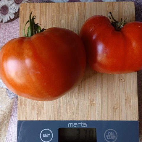 socnyetomaty в LOOKY. . Томат «Воловье сердц...