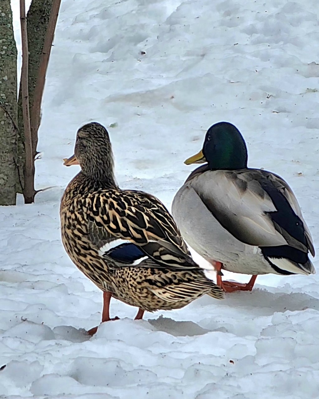 Светлана в LOOKY — 🦆🦆 Зима уйдет, а дружба останется)..

[#веснапришла ](весн