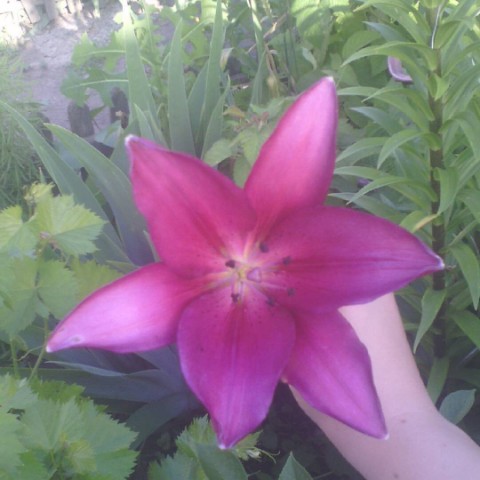 Looky_176539158249016 в LOOKY. . 