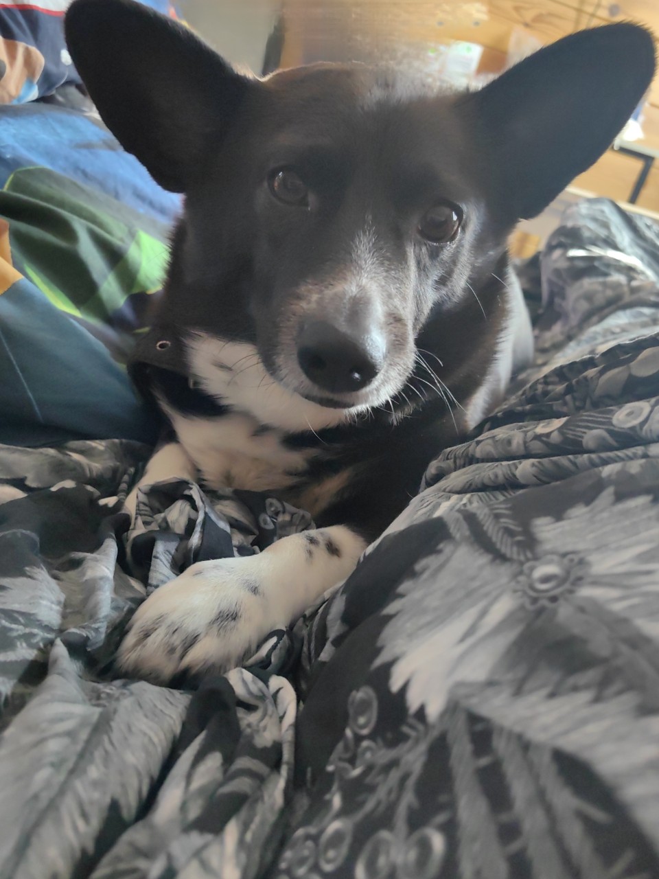 pinchuk_brand в LOOKY. . Доброго воскресного ...