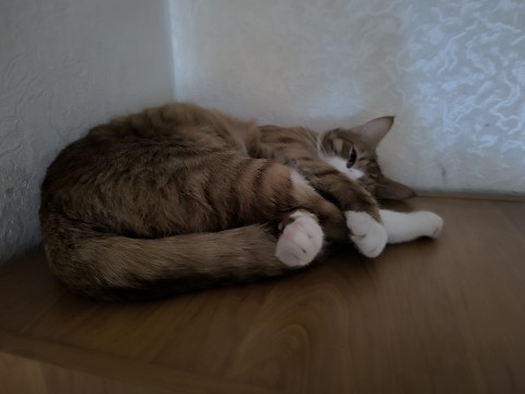 alinaoorlova в LOOKY. #Барсик#котик. #Барсик#котик