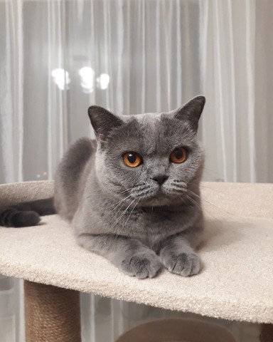 cat_musia_star_and_sima в LOOKY. . Приветик! ❤️
Мы в LO...