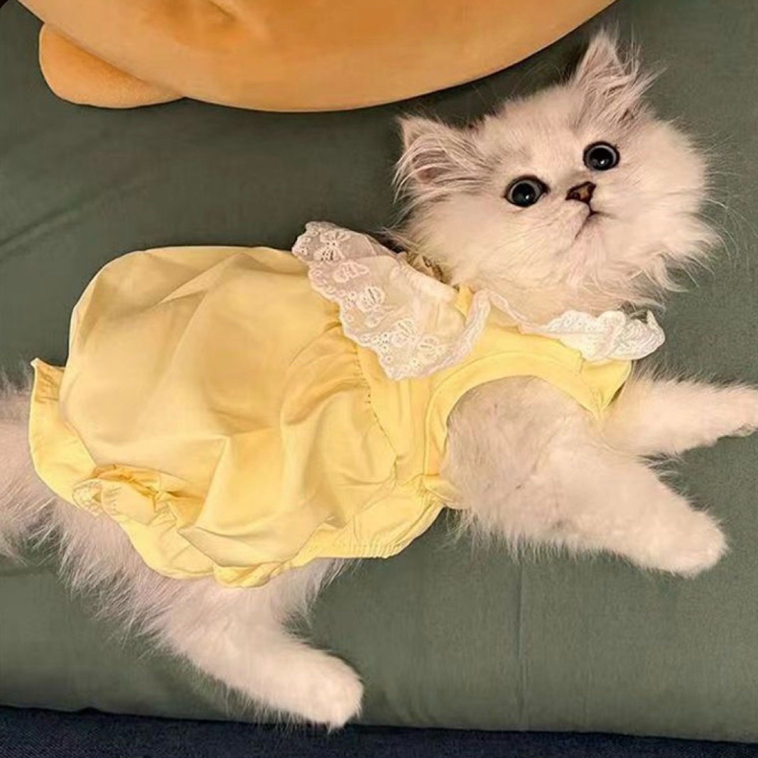 У меня лапки и желтое платье.
Лооов🐾
#найди_желтый