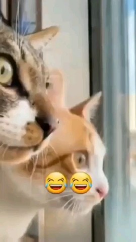 Yummy Yummy Girl в LOOKY. . 🤣🤣🤣