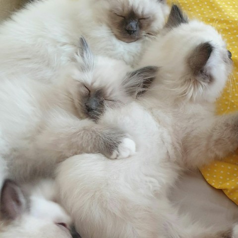 sacredbirman в LOOKY. #бирманскийкотенок. Спят после прививок ...