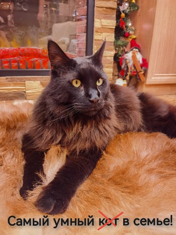 i.coon в LOOKY. #кот,#черный,#мейнкун,#джек,#черныйджек,#черныйкун,#семья,#ум. #кот #черный #мейнку...