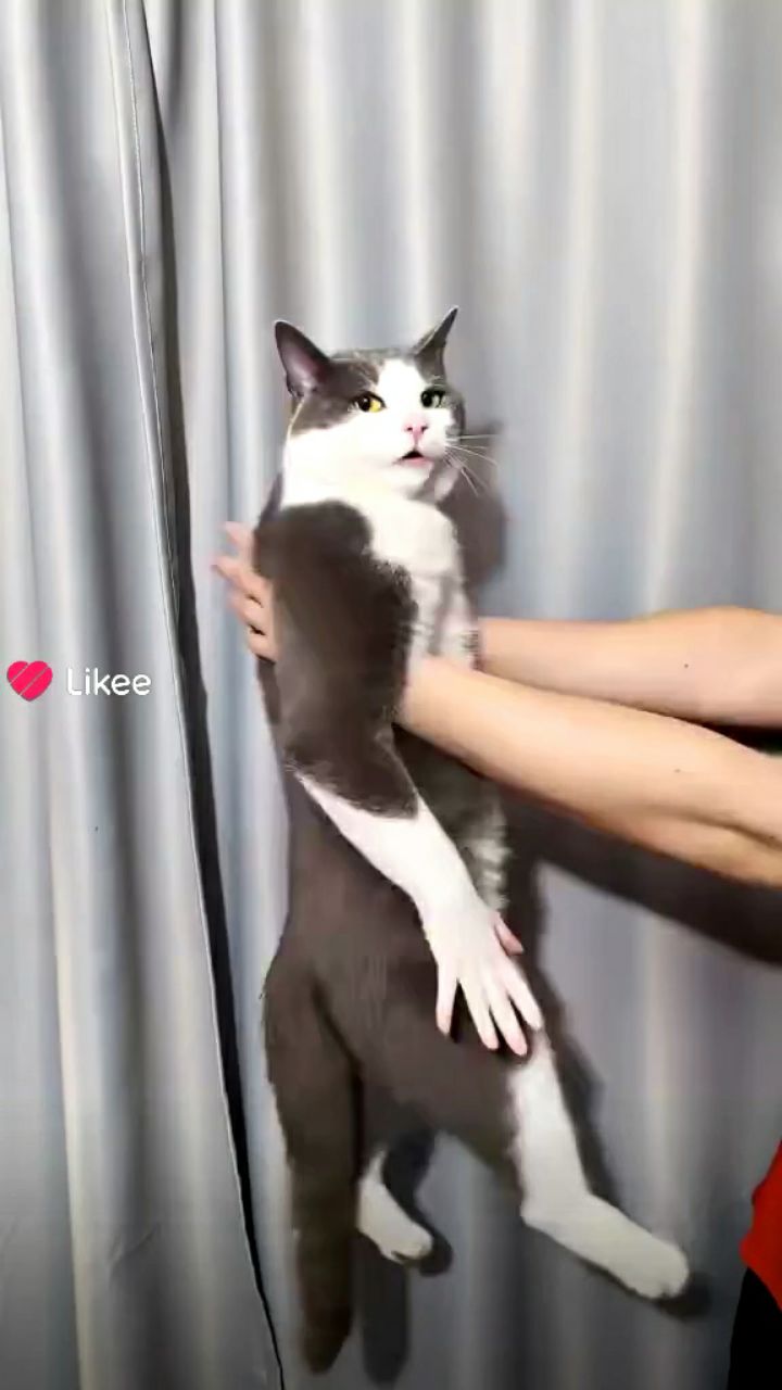 Полярный Кот в LOOKY — публикация