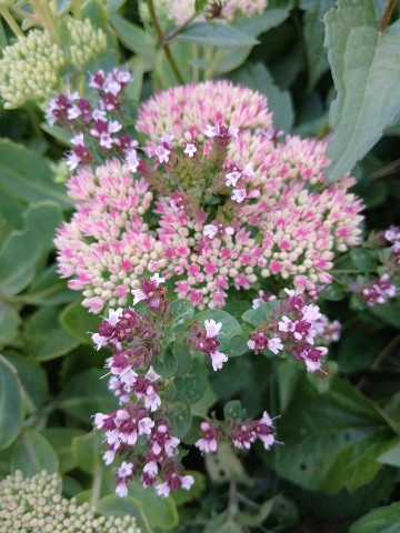 Looky_177521319440383 в LOOKY. . 
