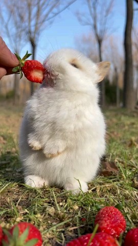 SoCute в LOOKY. . [#rabbit](rabbit) [#...