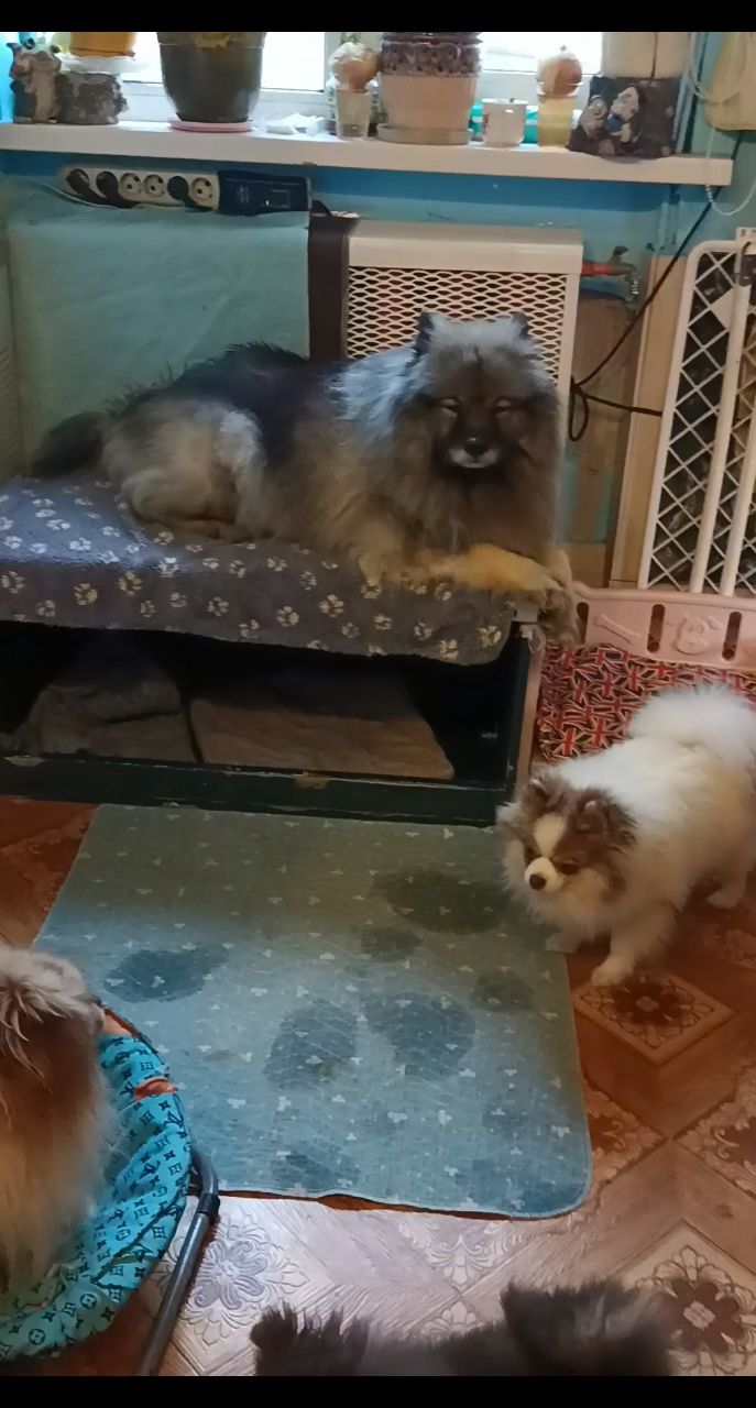 Питомник Тульский Сапфир Татьяны в LOOKY. . Отдых после уборки с...