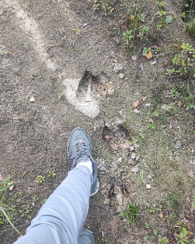 Юлия в LOOKY. . Следы в лесу. [#лес]...