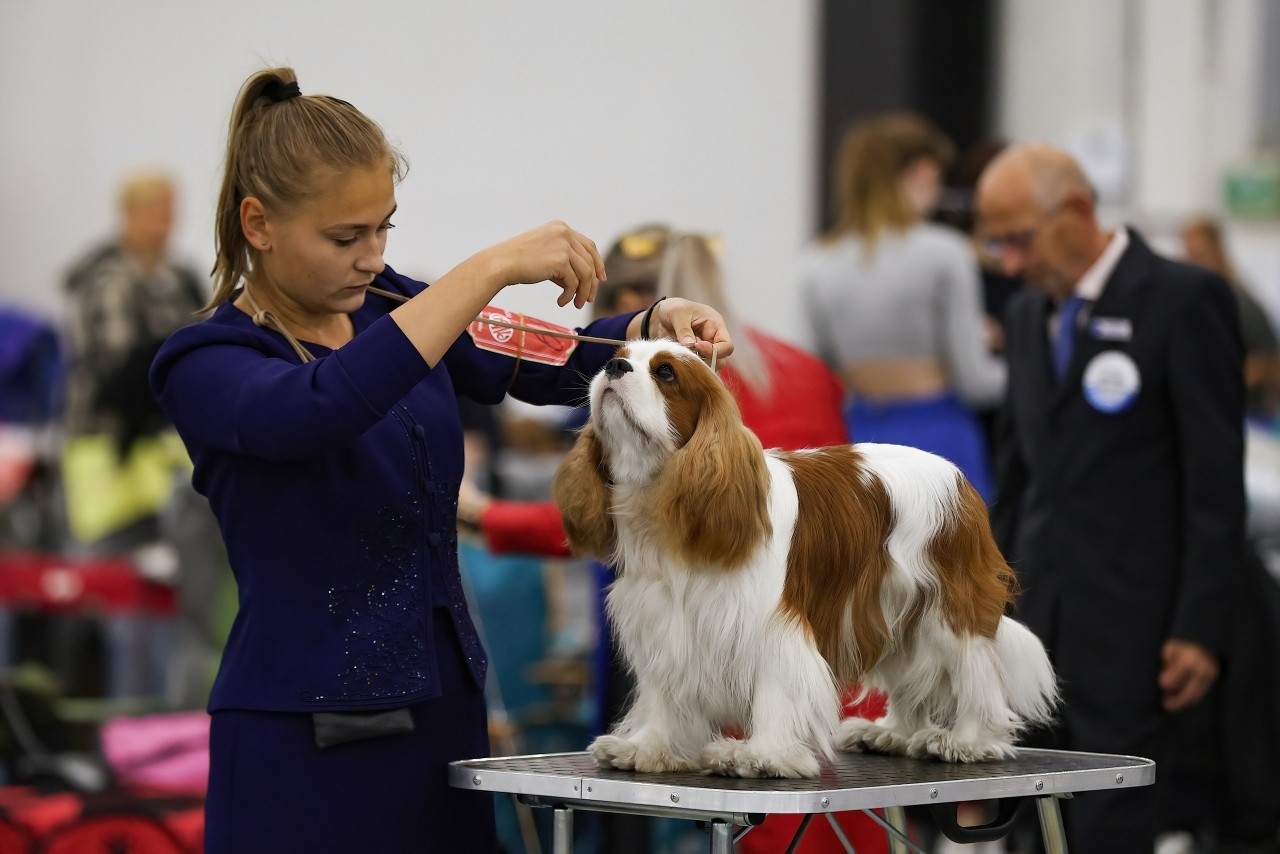 puppengame в LOOKY. #кавалеркингчарльзспаниель,#выставкасобак. 24.08.2025 Националь...