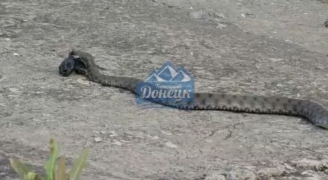Животный мир Донецкого края в LOOKY. . Уж водяной (Natrix t...