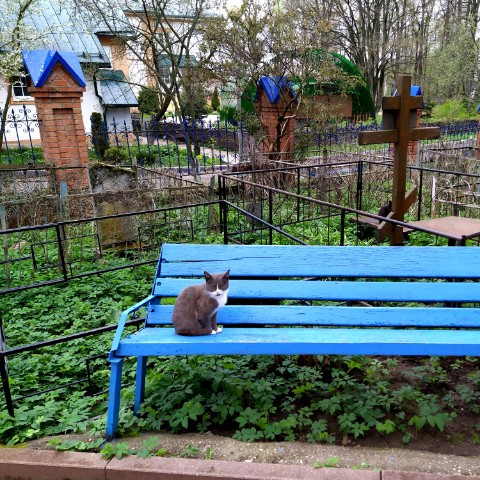 Tafofil в LOOKY. #кладбище,#котик,#мир,#город,#мистика. Ничего не обычного, ...