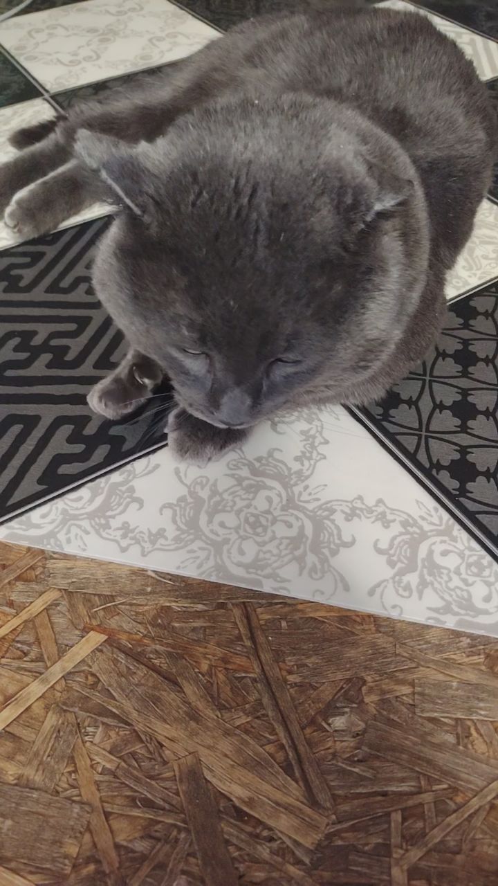 Лика в LOOKY. . Вот какие они забавн...