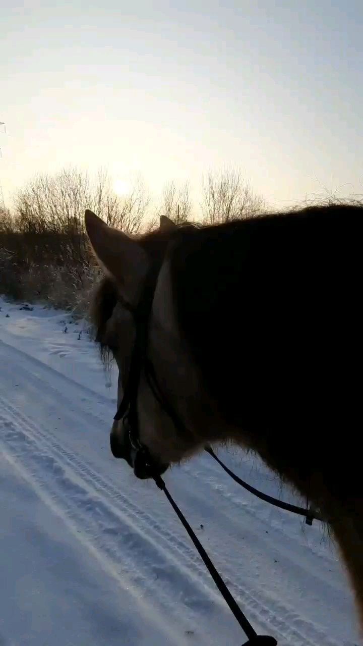 victoriaserbul_horse в LOOKY. #horsewinter,#horseinstagram,#horse,#winter,#лошадизима,#лошадиинстаграм,#Лошади,#зима,#horselove,#horselife,#лошадилюбовь,#Лошадижизнь. Зима — выбор на что ...