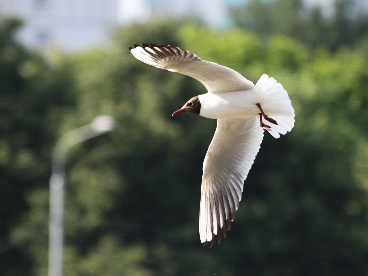 yuriy23 в LOOKY. #чайка,#птицы,#птица,#природа,#пруд,#чайки,#birds,#bird,#nature,#park,#лето,#парк,#природаРоссии,#природавокругнас,#waterfowl,#водоплавающие,#pond. Чайка / #чайка #птиц...