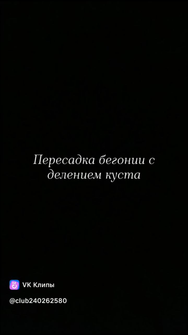 Зеленые пальцы в LOOKY. #пересадка,#делениекуста,#бегония,#розыгрыш,#подарокподписчику. Внимание!
В моем соо...