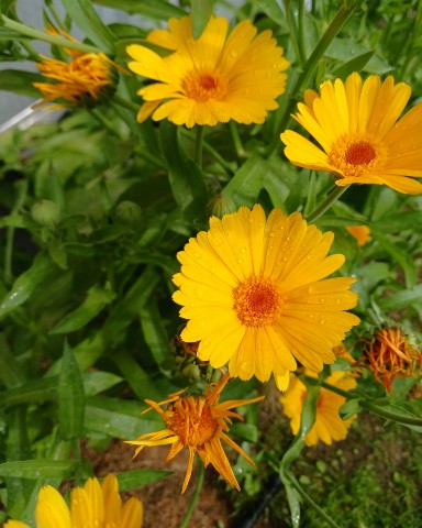 kudryashova_irisha в LOOKY. . Июль 2024
