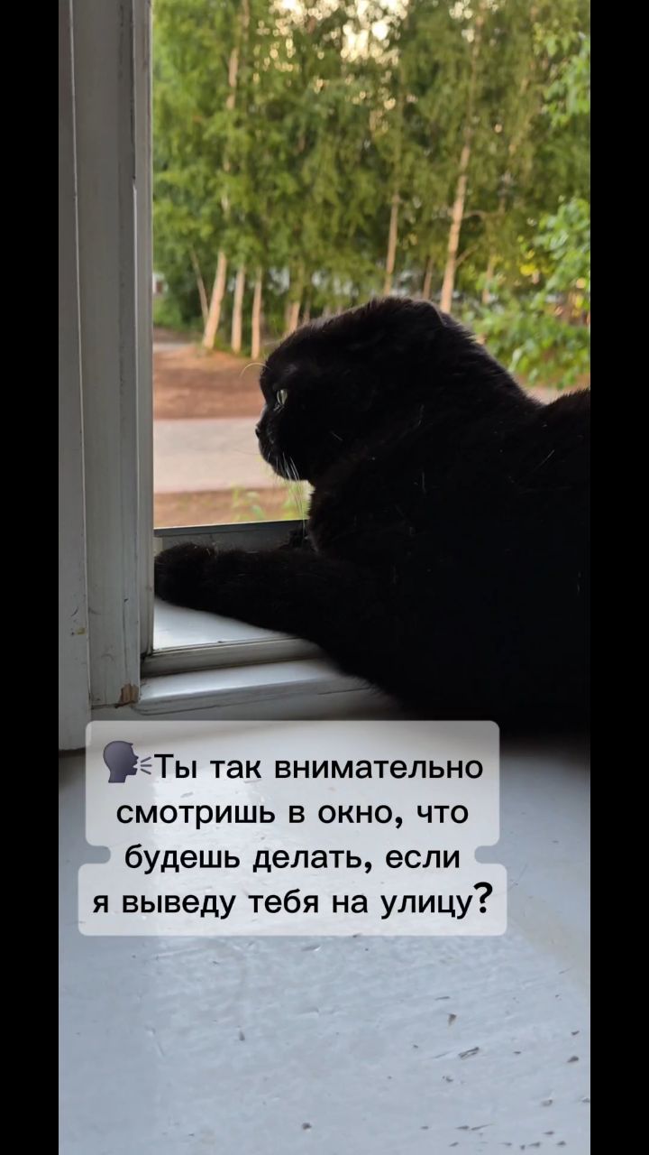 Мышка Муся и Маруся в LOOKY. #кошки,#котики. #кошки #котики [#шот...