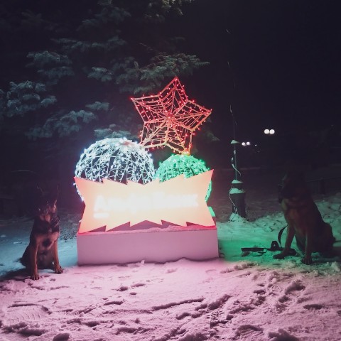 Diamond в LOOKY. #немецкаяовчарка,#овчарка,#собаки,#germanshepherd. Скоро ... 🌨️🎄

#не...