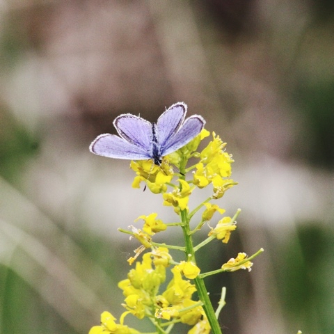 yuriy23 в LOOKY. #мотылёк,#насекомое,#бабочка,#природа,#лето,#summer,#nature,#insects. Мотылёк      /      ...